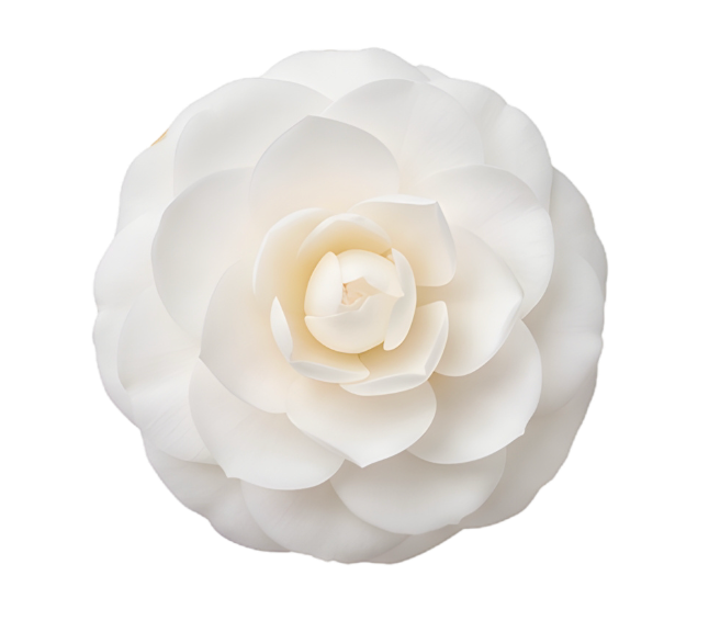 Bridal Blooms Hire Co